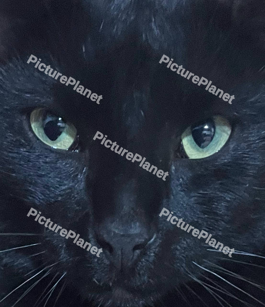 Close Up Black Cat
